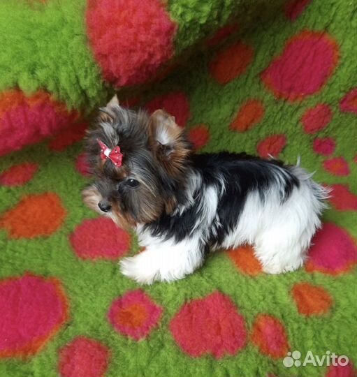 Бивер девочки