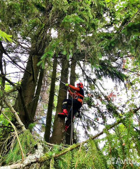 Удаление, обрезка, кронирование деревьев