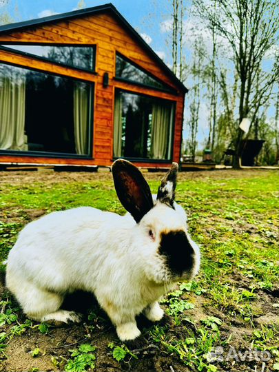 Оленья ферма