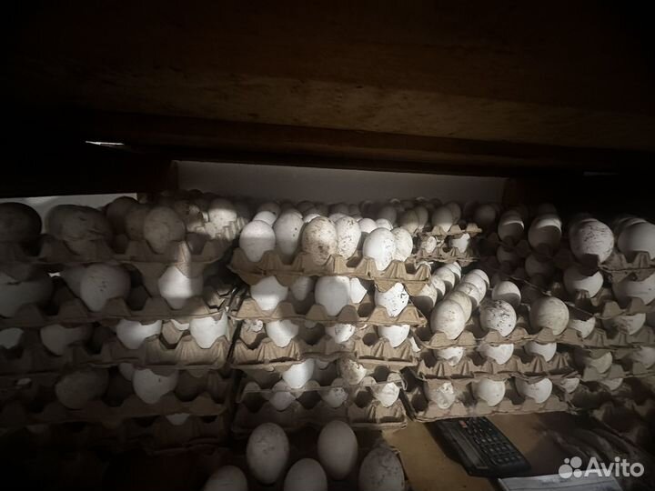 Инкубационное яйцо Гусей Линда