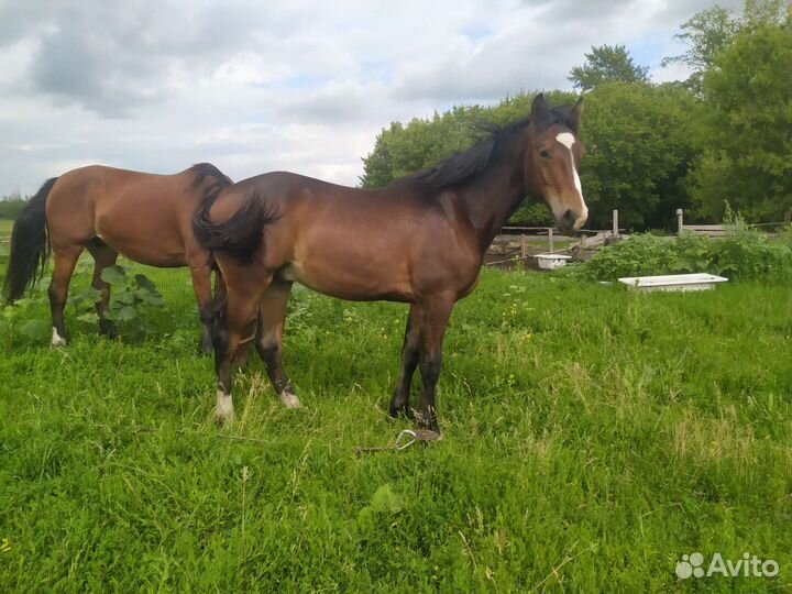 Лошадь жеребец