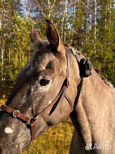 Gps tracker для коров