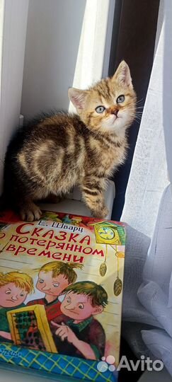Британские котята