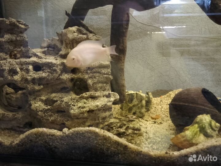 Рыбки цихлиды