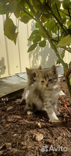 Красивые котятки бесплатно