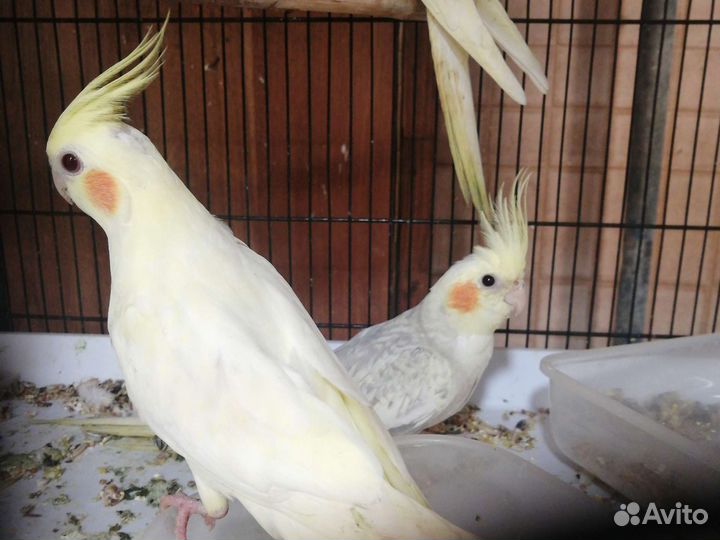 Попугай кореллы.монахи,ожереловые.(малыши) ручные