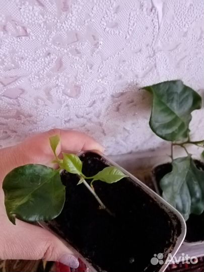 Бугенвиллия