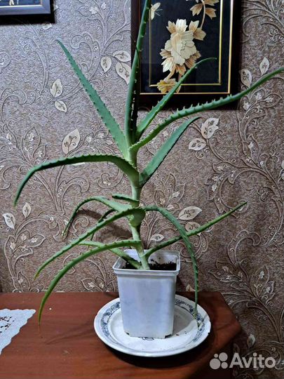 Алоэ лечебный 3 года