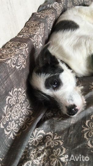 Собака, щенок 4 мес. В дар. Бесплатная доставка