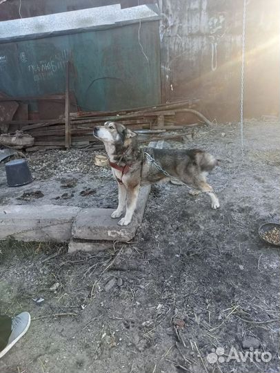Собака в добрые руки хаски