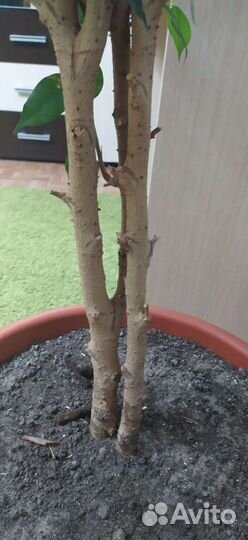 Фикус бенджамина большой
