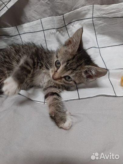 Тимошка 1,5 месяца