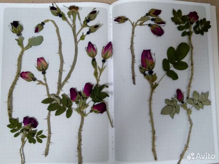 Сухоцветы, гербарий, засушенные цветы