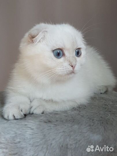 Шотландская вислоухая кошка золото