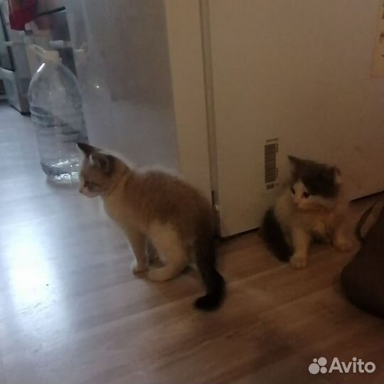 Кошка в дар бесплатно