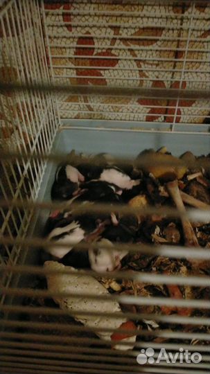 Декоративная крыса Дамбо