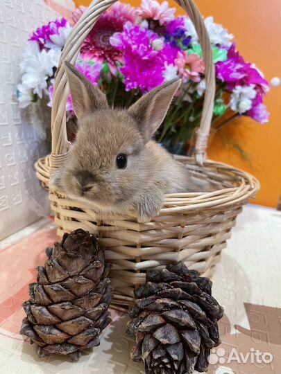 Продаются декоративные крольчата