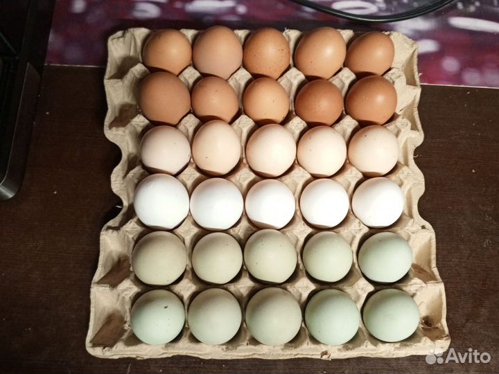 Домашние куриные яйца на инкубатор