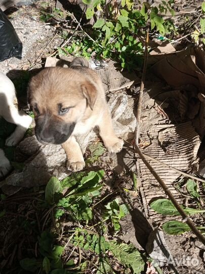 Щенок в добрые руки