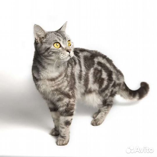 Британская кошка Бэтти