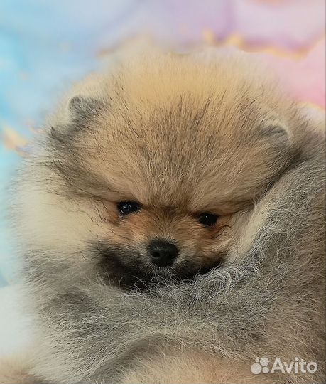 Померанский шпиц мини