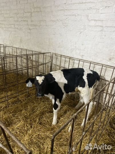 Холмогоры бычки телята