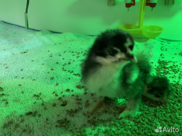 Инкубационное яйцо павлина, цыплята карлик коха