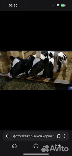 Бычки абердины на откорм Бесплатная доставка