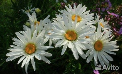 Зелень, рассада