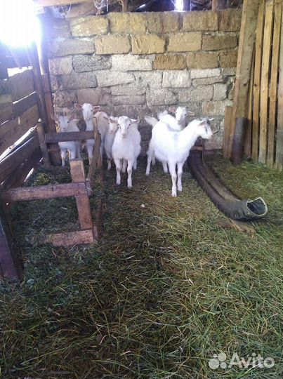 Козлята, торг возможен
