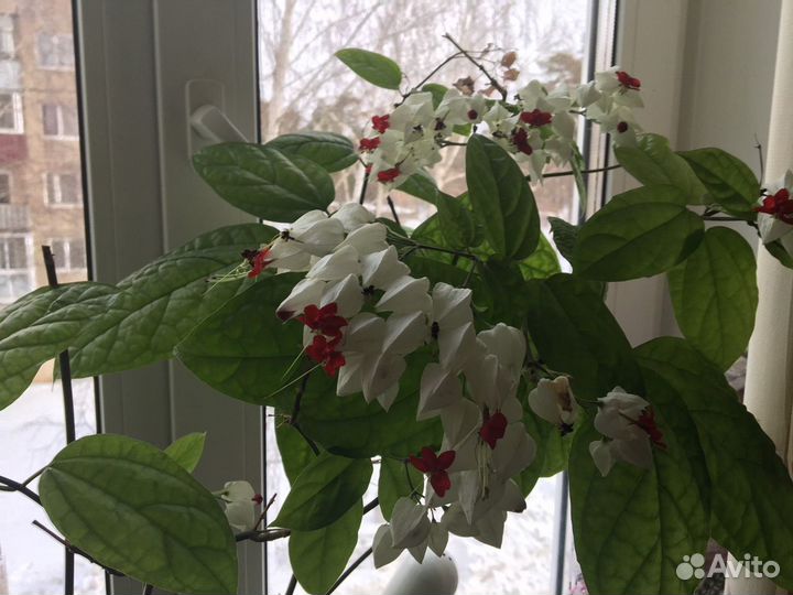 Клеродендрум томпсон