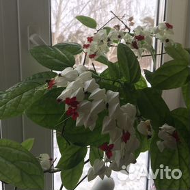 Цветок клеродендрум – уход в домашних условиях, виды с фото
