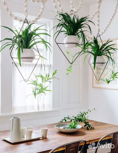 Цветы комнатные