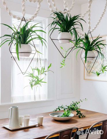 Цветы комнатные