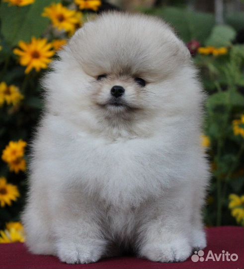 Шикарный кремовый мишка Тэдди