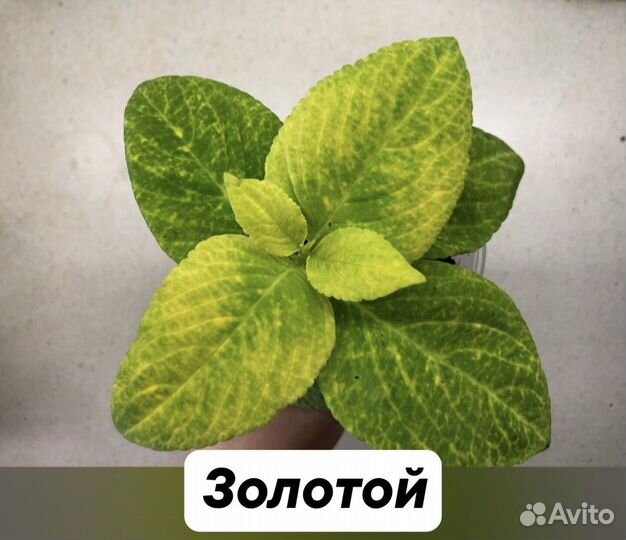 Колеус рассада