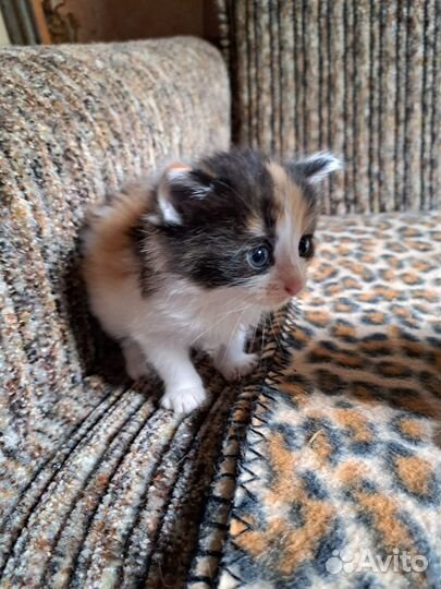 Отдаются котята трехцветные