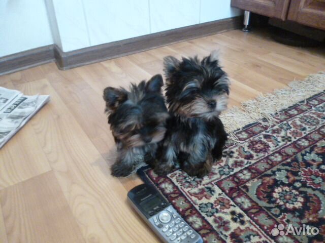 Йоркширский терьер