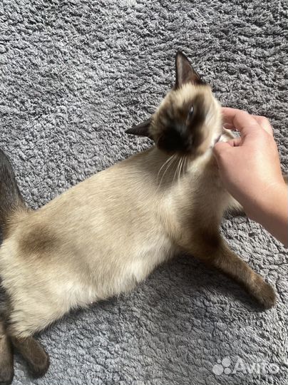 Отдам в добрые руки