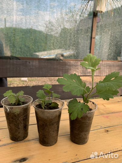 Хризантема