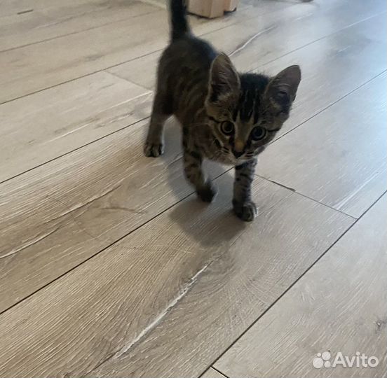 Котенок, кошка