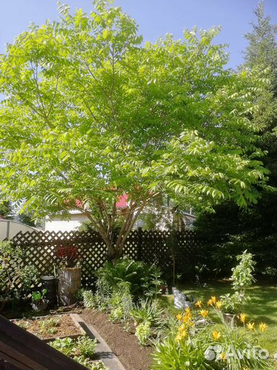 Манжурский орех