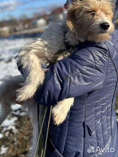 Коротколапик девочка ищет свою семью