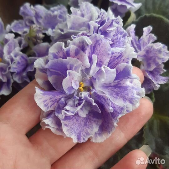 Детки сортовых фиалок