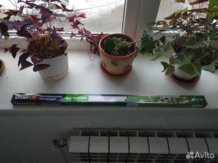 Фитосветильник для растений Uniel ULI-P12-10W