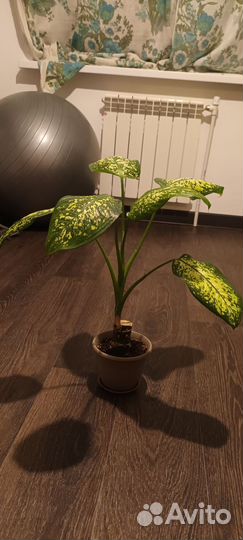 Диффенбахия