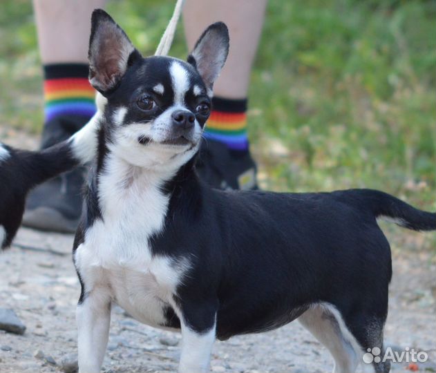 Чихуахуа девочки