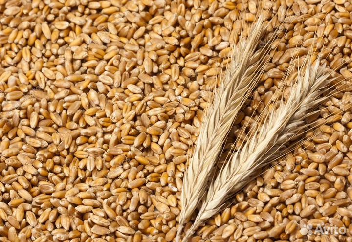 Пшеница Белозерка и Сафлор
