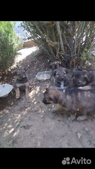 Щенки