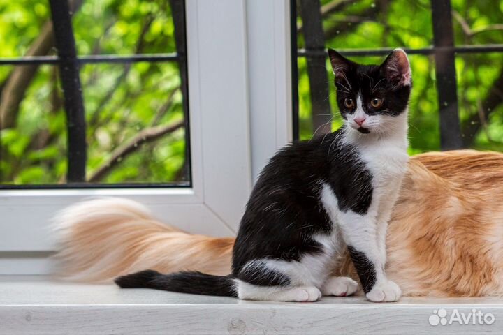 Котенок девочка